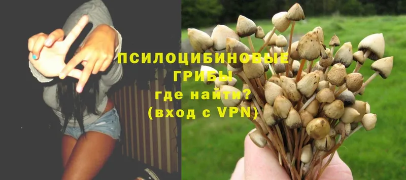 наркошоп  Бугульма  Псилоцибиновые грибы Psilocybe 